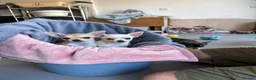 Chihuahua dogs for sale: 4 smooth coat apple head Chihuahua puppies - Advert 9