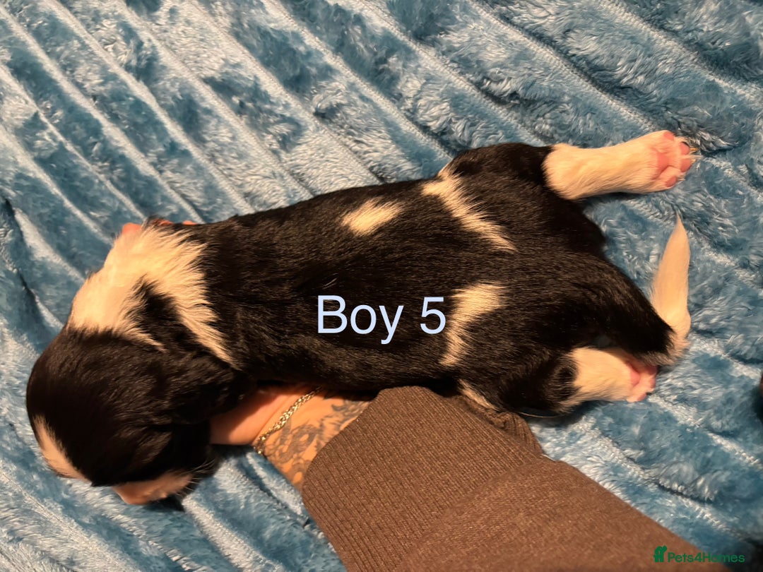 English Springer Spaniel dogs for sale: ✨ KC Registered English Springer Spaniel Puppies ✨ - Advert 27