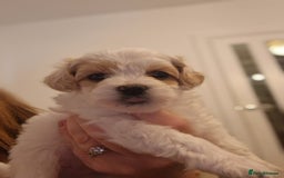 Maltipoo dogs for sale: Minnies maltipoos  - Image 18