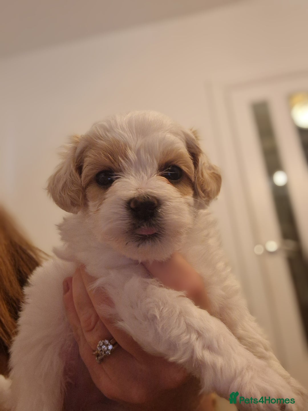 Maltipoo dogs for sale: Minnies maltipoos  - Image 18