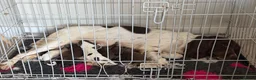 English Springer Spaniel dogs for sale: Springer spaniel puppies  - Advert 1