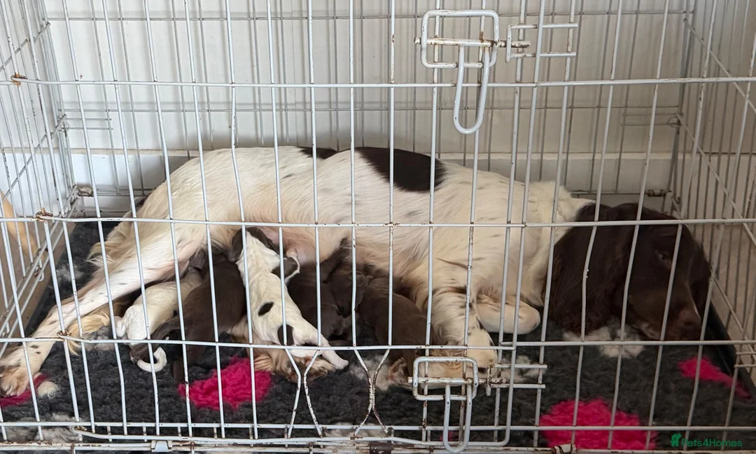 English Springer Spaniel dogs for sale: Springer spaniel puppies  - Advert 1