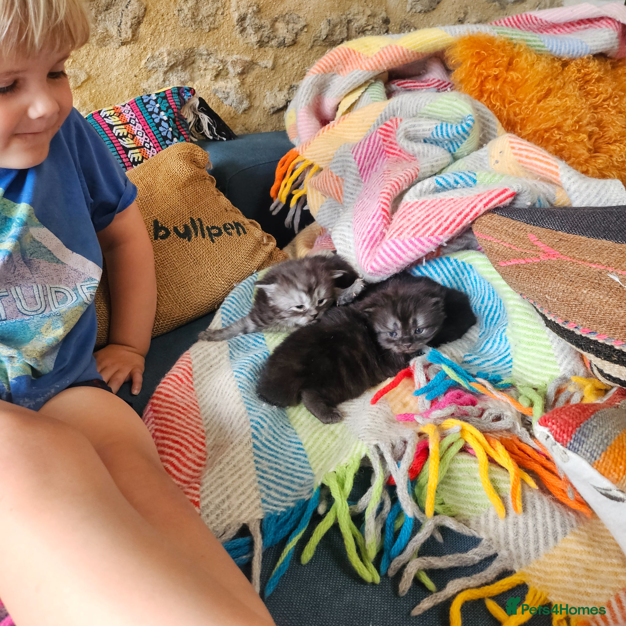 Persian cats for sale: Persian x kittens in Crewkerne - Advert 7