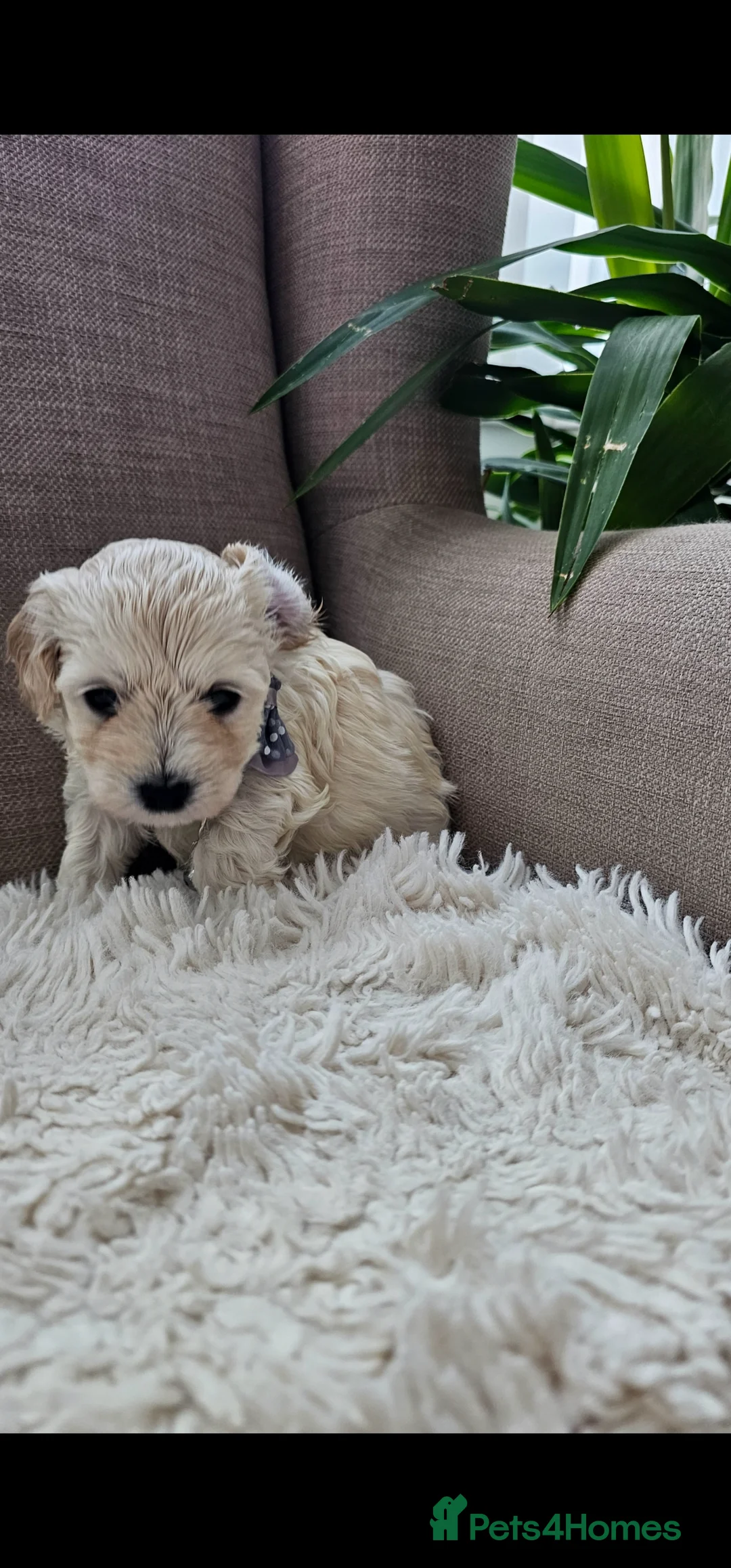 Bichon Frise dogs for sale: ♥️Fluffy Bichon Frise Puppies♥️ - Advert 5