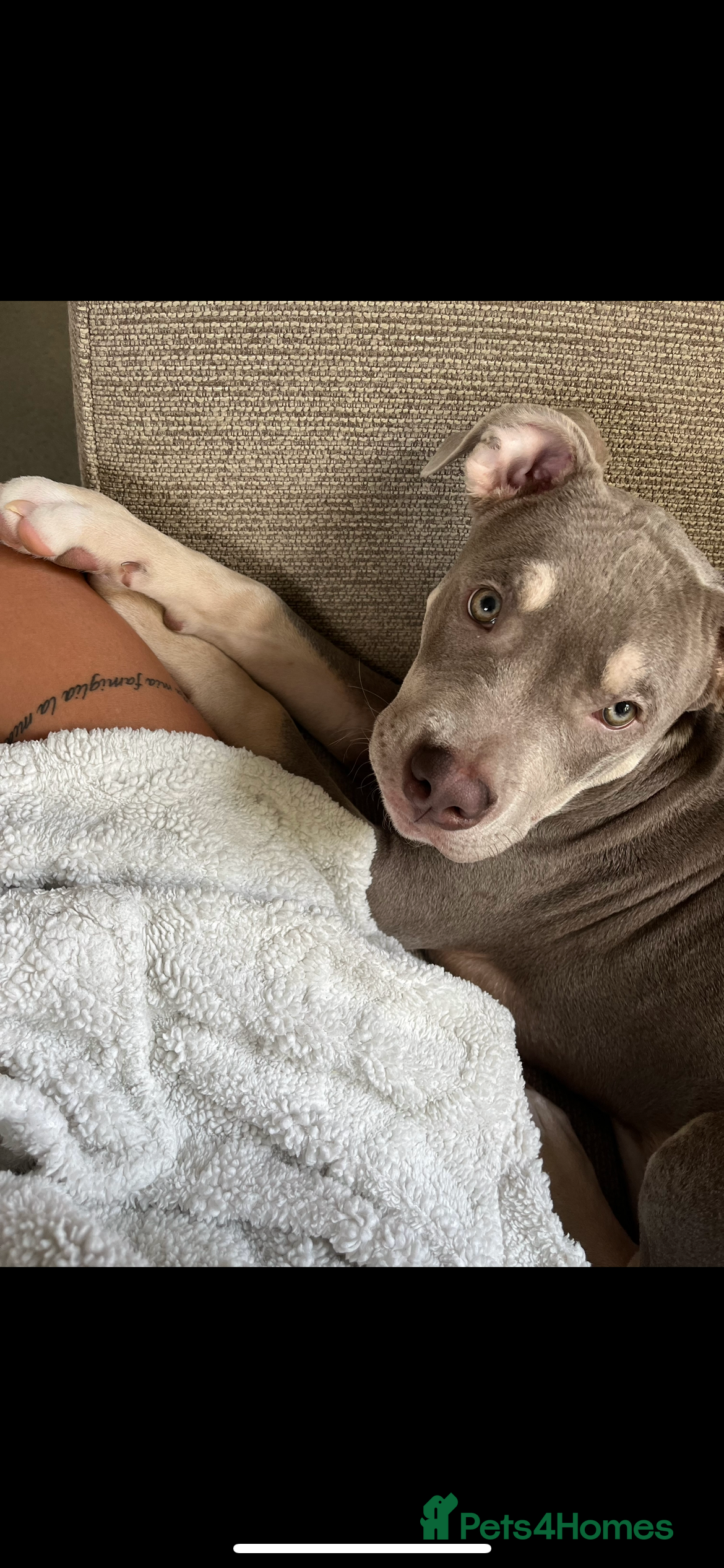 Mixed Breed dogs Male staff x American bully  - Advert 12