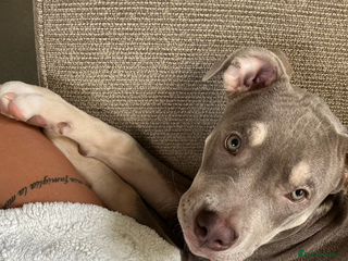 Mixed Breed dogs - Advert 36