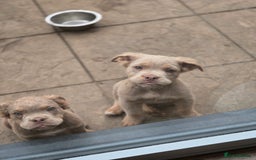 Olde English Bulldogge dogs for sale: Old english bulldoggee mammut/mammoth - Image 34