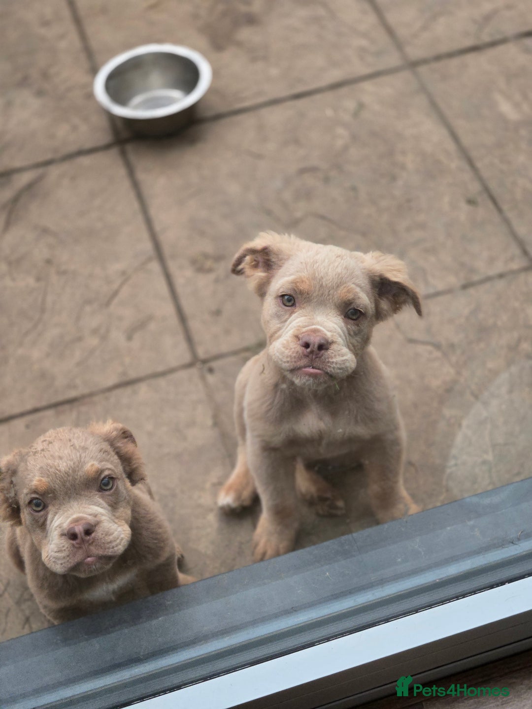 Olde English Bulldogge dogs for sale: Old english bulldoggee mammut/mammoth - Image 34