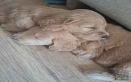 Goldendoodle dogs for sale: Goldendoodle puppies, beautiful boys and girls. - Image 3