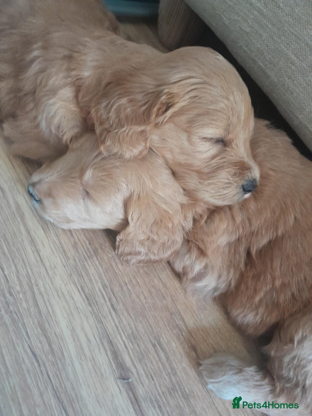 Goldendoodle dogs for sale: Goldendoodle puppies, beautiful boys and girls. - Image 3