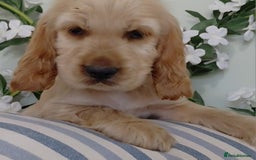 Cocker Spaniel dogs for sale: Ready today KC Show Winning Breeding - Image 14
