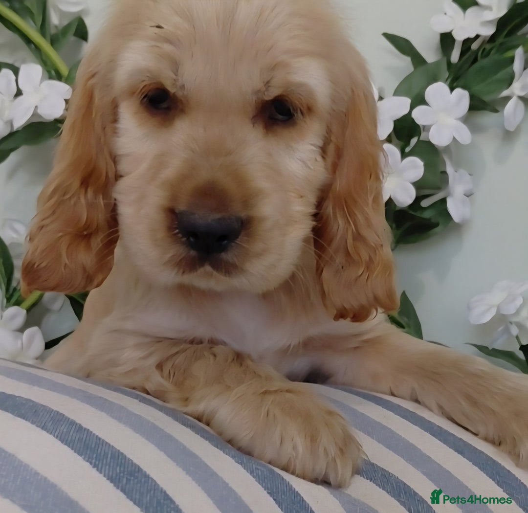 Cocker Spaniel dogs for sale: Ready today KC Show Winning Breeding - Image 14