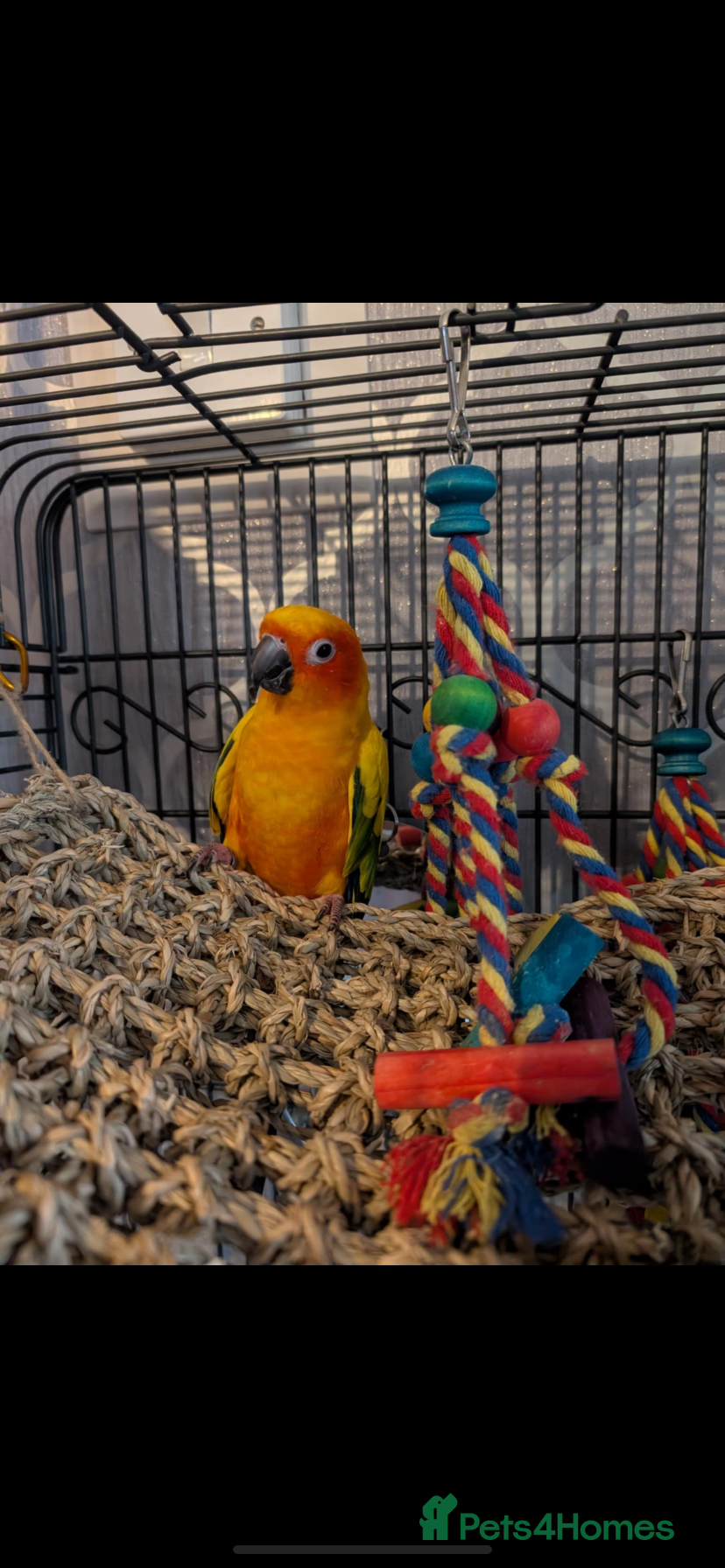 Conures birds Sun conure - Advert 1