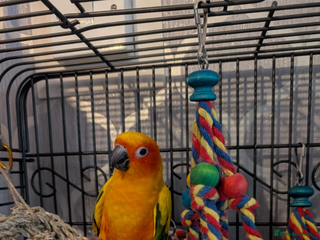 Conures birds Sun conure - Advert 5