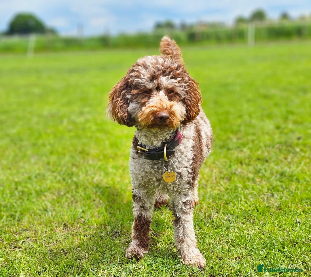 Miniature Poodle dogs for sale:  miniature poodle - Advert 1