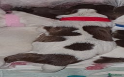 English Springer Spaniel dogs for sale: KC-ESS PUPPIES - DNA Health tested   - Image 3