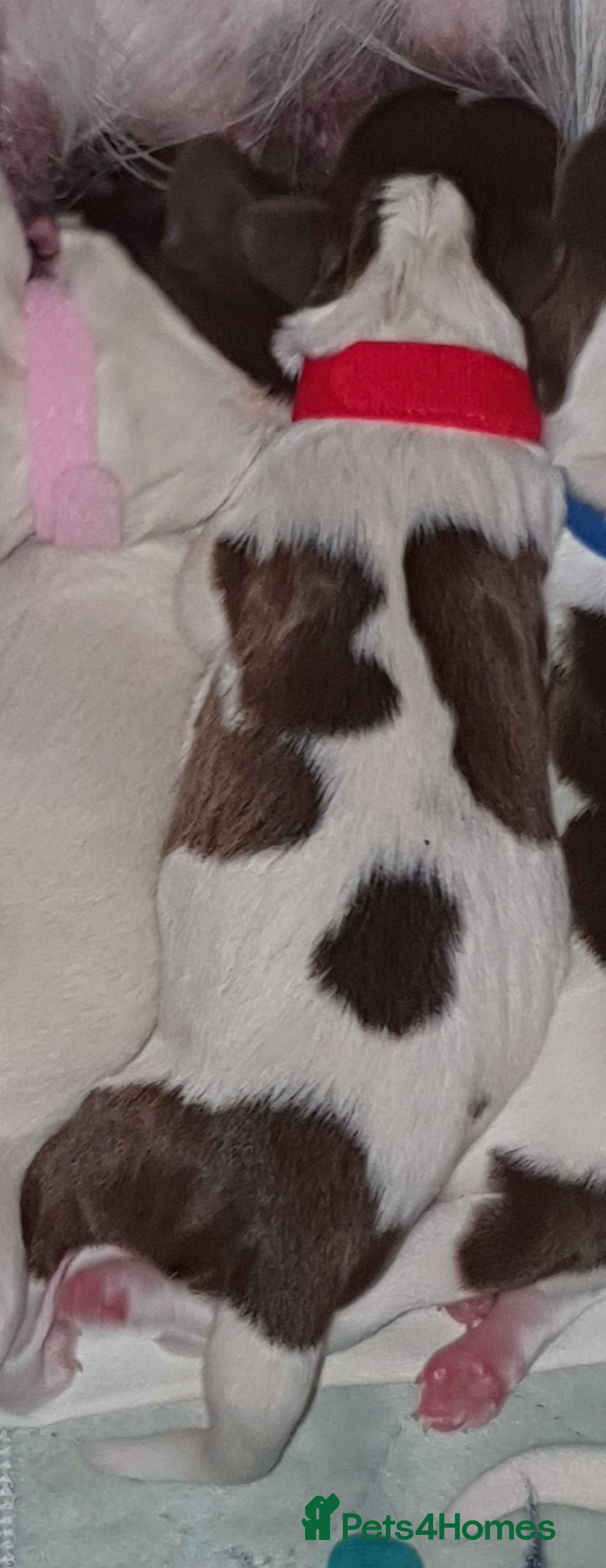 English Springer Spaniel dogs for sale: KC-ESS PUPPIES - DNA Health tested   - Image 3