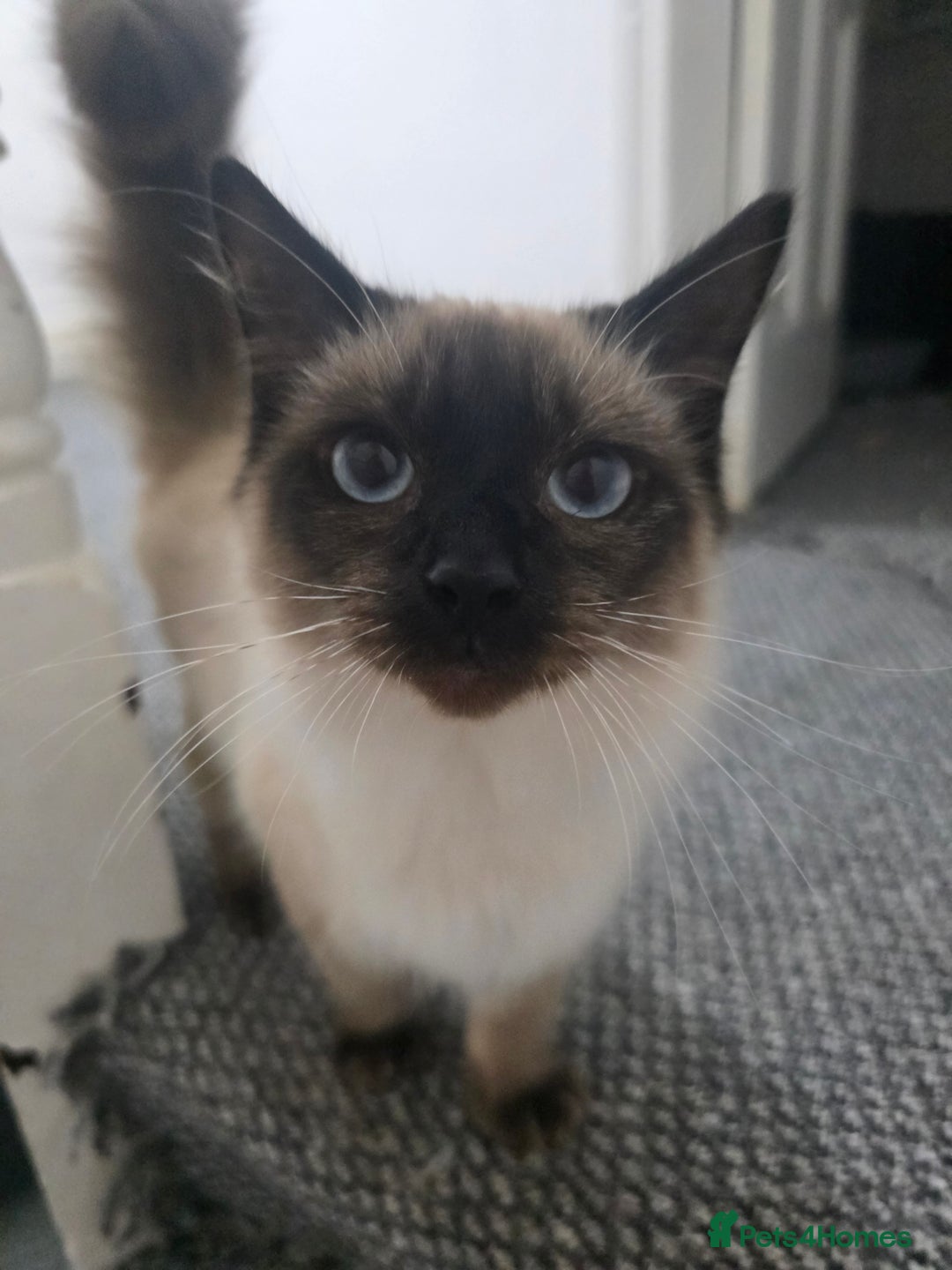 Ragdoll cats for sale: Beautiful Seal Point Ragdoll Male - Image 2