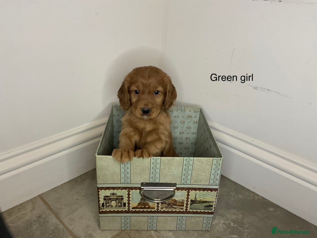 Cocker Spaniel dogs for sale: Hereditary clear working cock spaniels - Advert 7