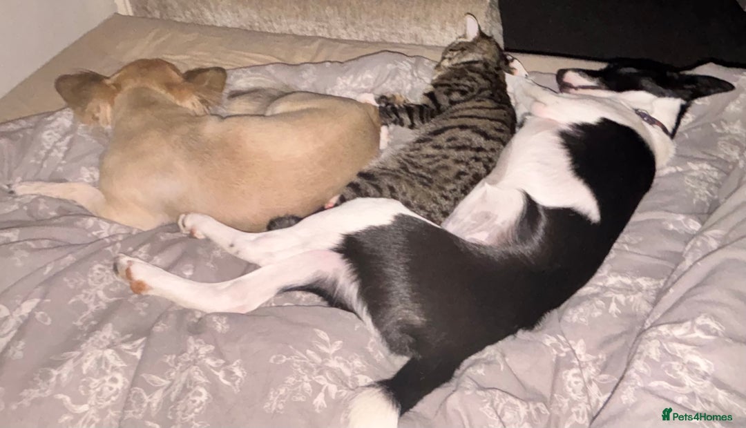 Mixed Breed dogs for sale: Poppy  - Advert 18