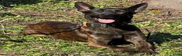 Belgian Shepherd Dog dogs for stud: Dutch herder shepherd for stud in Kidderminster - Advert 2