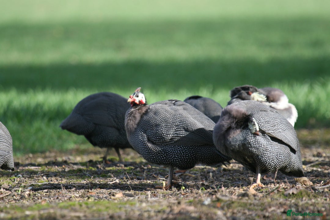Guinea Fowl poultry for sale: Guinea Fowl bred on farm, free range  - Advert 6