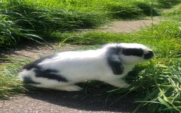 Mini Lop rabbits for sale: Mini Lop Rabbit  - Image 1