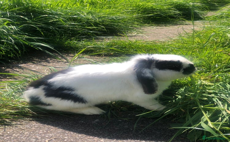 Mini Lop rabbits - Advert 1