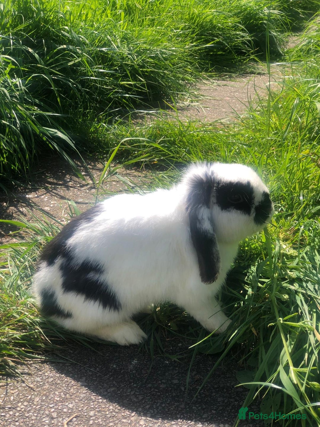 Mini Lop rabbits for sale: Mini Lop Rabbit  - Image 1