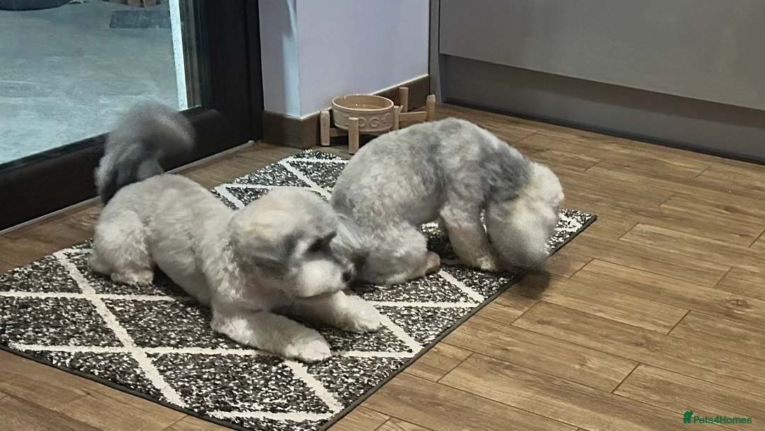 Havanese dogs for stud: Havanese for stud in Feltham - Advert 6