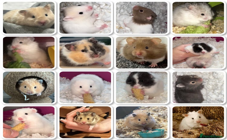 Hamster rodents - Advert 1