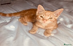 British Shorthair cats for sale: FEMALE GINGER KITTEN For Sale - Image 2