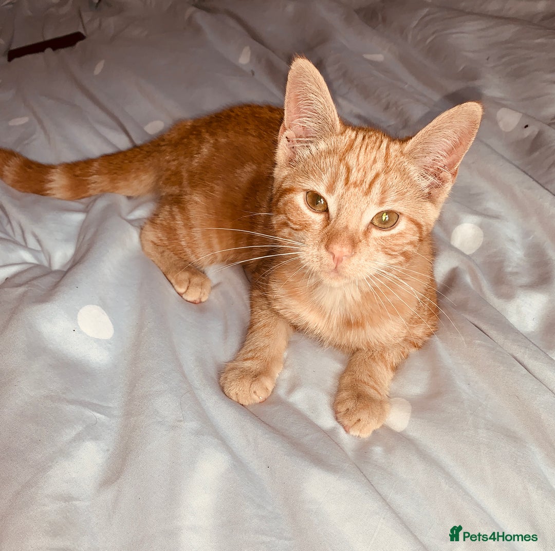 British Shorthair cats for sale: FEMALE GINGER KITTEN For Sale - Image 2