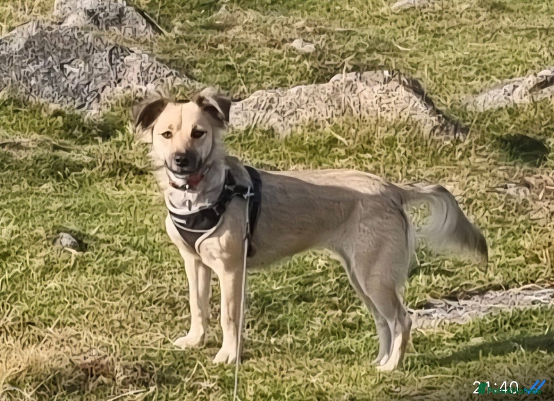 Mixed Breed dogs for adoption: Sasha is looking for a  home of her own  - Advert 2