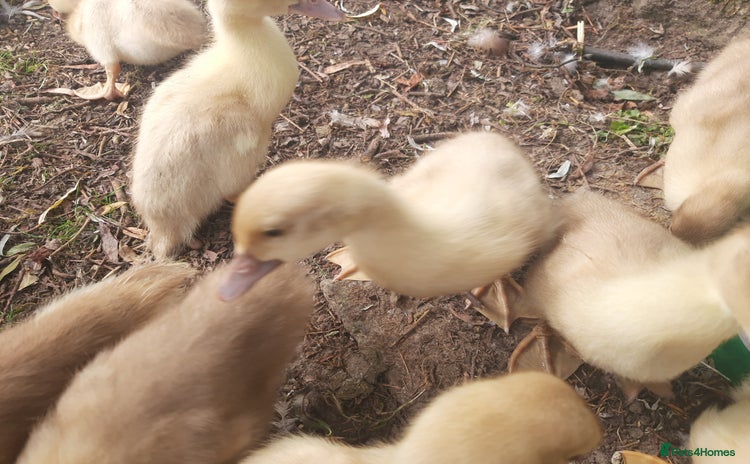 Ducks poultry - Advert 1