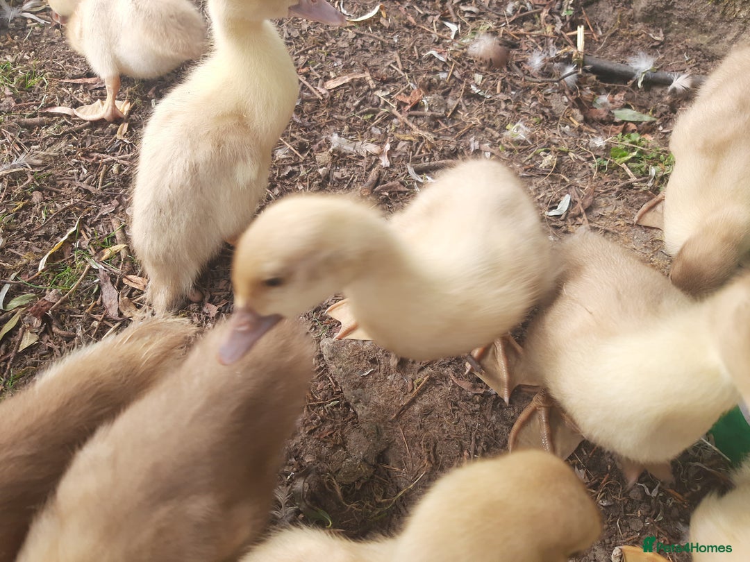 Ducks poultry for sale: Unsexed muscovy ducklings for sale - Image 1