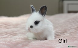 Angora rabbits for sale: Angora X bunny rabbits  - Image 5