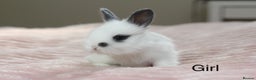 Angora rabbits for sale: Angora X bunny rabbits  - Advert 4