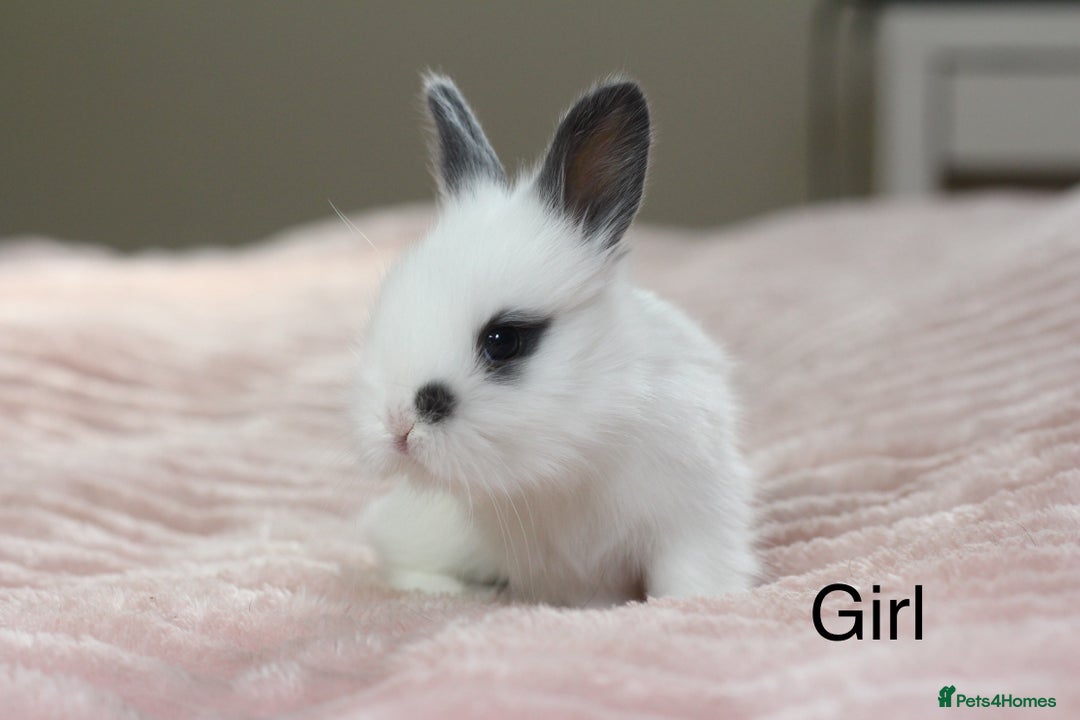 Angora rabbits for sale: Angora X bunny rabbits  - Image 5