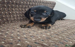 Dachshund dogs for sale: Dachshund puppies  - Image 8