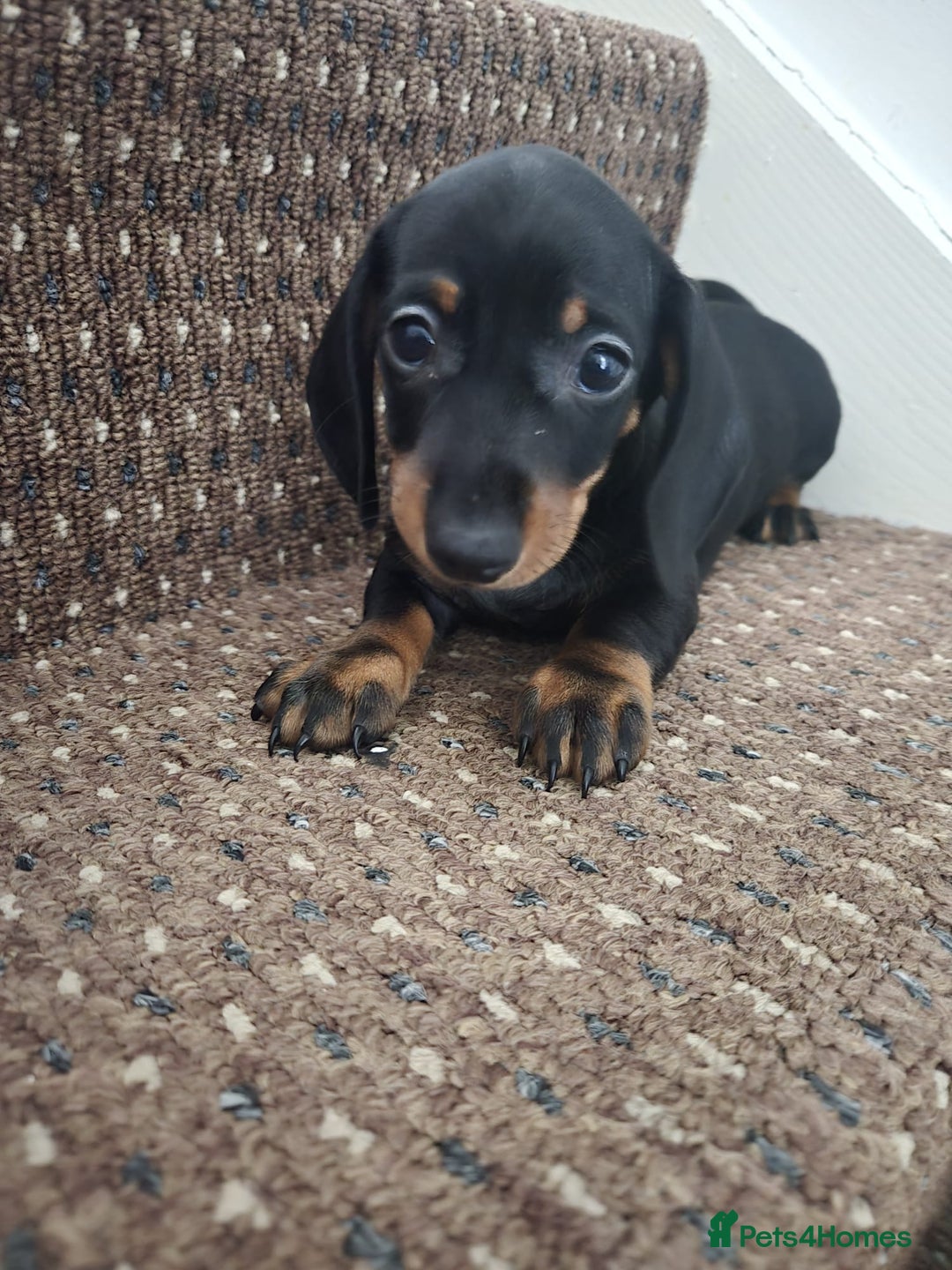 Dachshund dogs for sale: Dachshund puppies  - Image 8