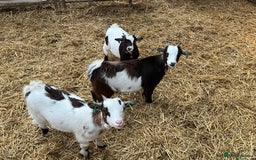 Goats livestock for sale: 3 Pygmy Nannie goats for sale  - Image 2
