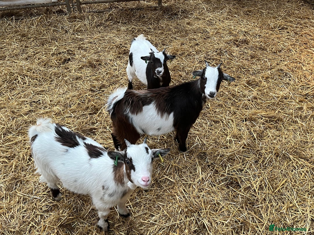 Goats livestock for sale: 3 Pygmy Nannie goats for sale  - Image 2
