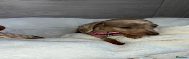 Miniature Dachshund 4