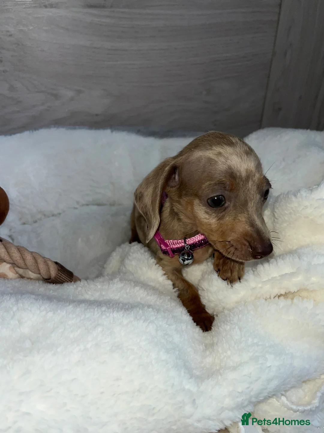 Miniature Dachshund dogs for sale: Miniature dachshunds in Newport - Advert 19