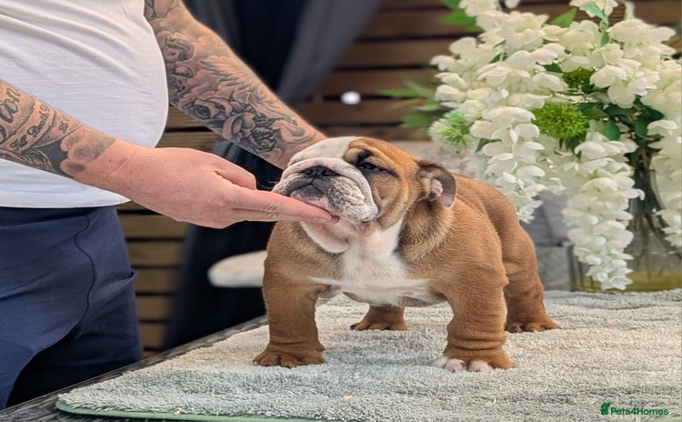 English Bulldog dogs - Advert 13