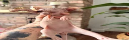 Sphynx cats for sale: Beautiful Sphynx kittens  - Advert 4