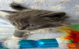 Ragdoll cats for sale: Stunning Ragdoll kittens super affectionate  - Image 14