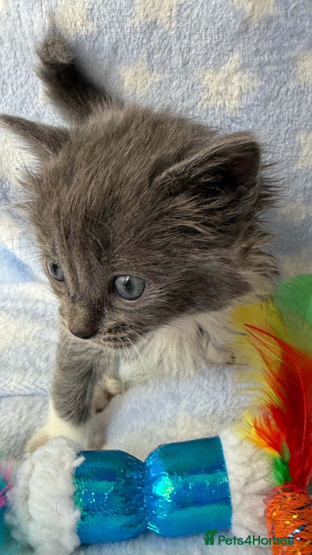 Ragdoll cats for sale: Stunning Ragdoll kittens super affectionate  - Image 14