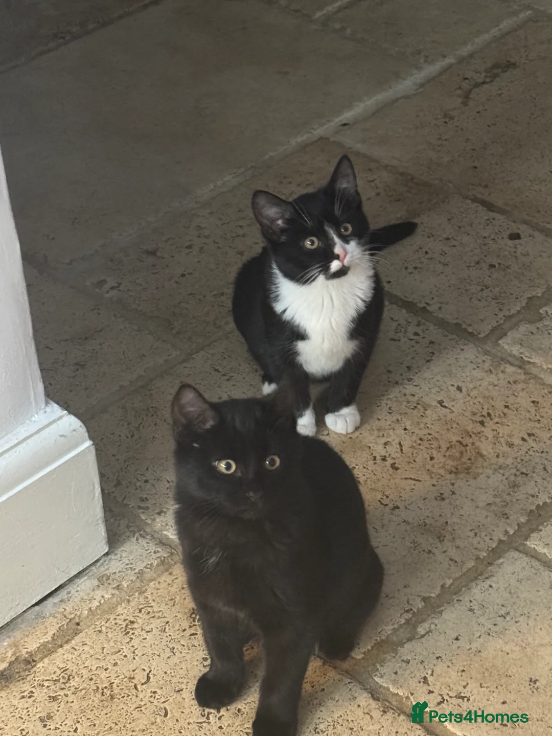Mixed Breed cats for sale: 2 kittens, brother & sister, short haired - Advert 2